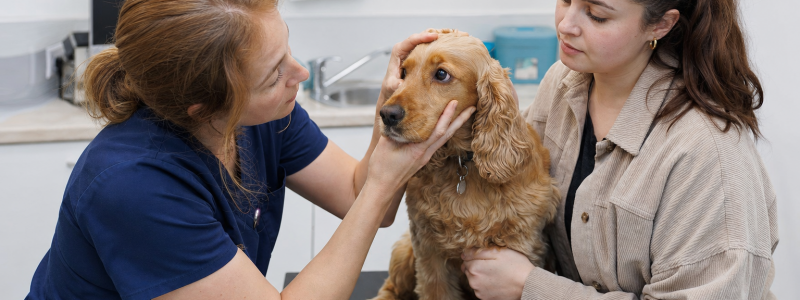 What to Do If Your Pet Gets Sick in Hemel Hempstead